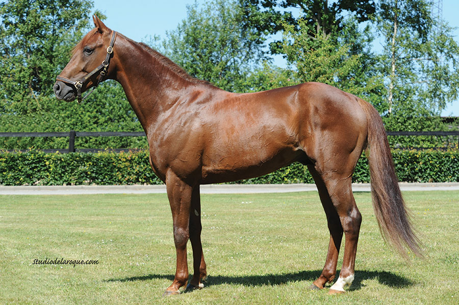 Un des meilleurs étalons français désormais disponible en congelé à l'export.