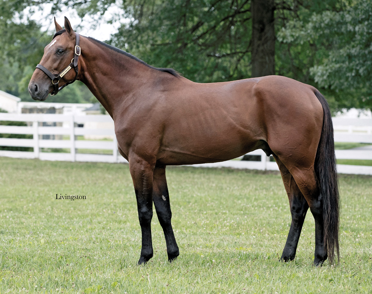 Quel pedigree ! LOVE YOU et la grande championne MONI MAKER ! Le meilleur sang des deux continents.