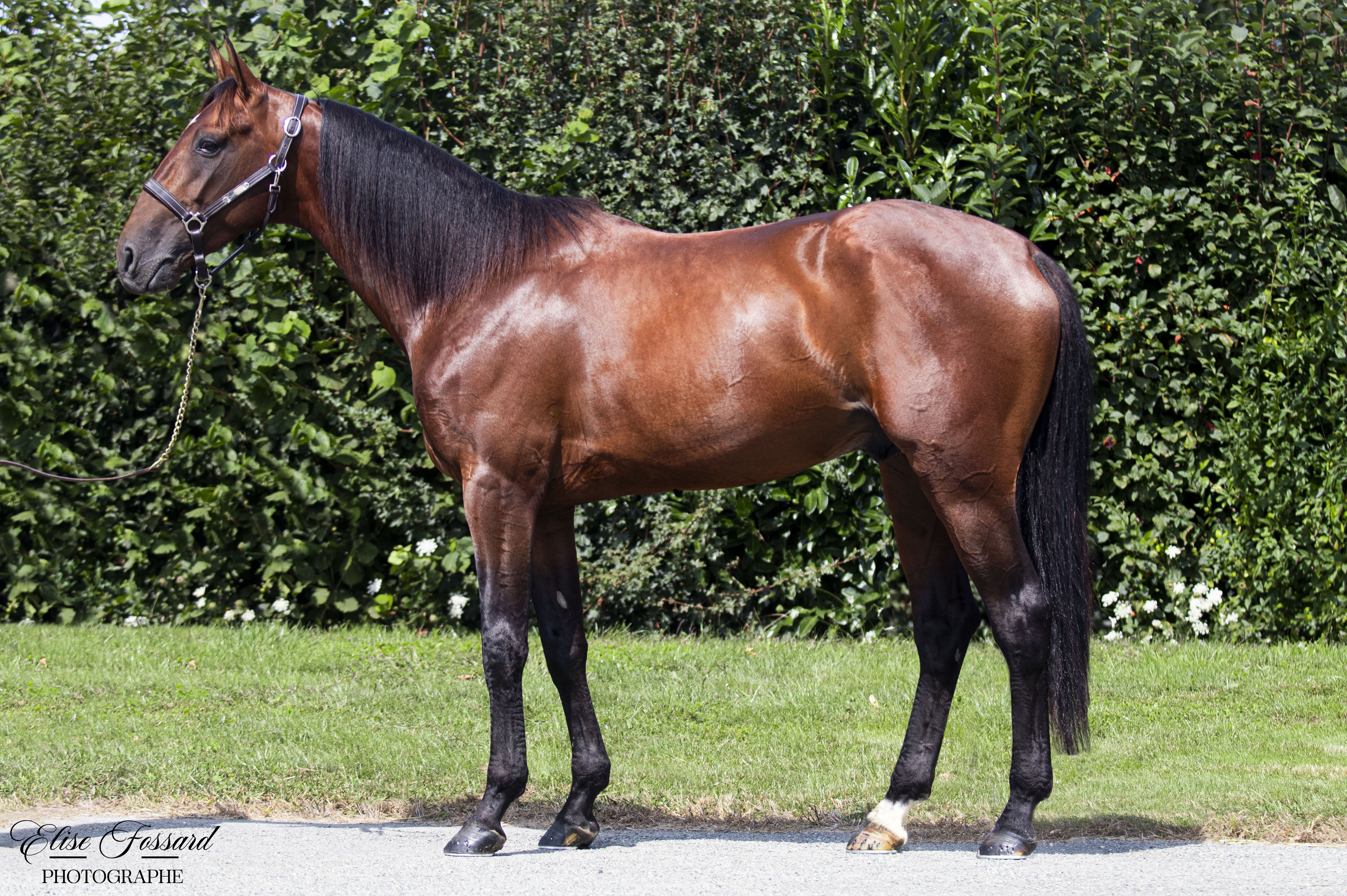 Double vainqueur de Groupe I, il est le seul 3 ans européen à trotter 1'09 l'été de ses 3 ans en France.
Trotteur complet il alterne les grandes performances sur les 1609m piste plate,  les 2100m et les 2700m de la mythique piste de Vincennes 