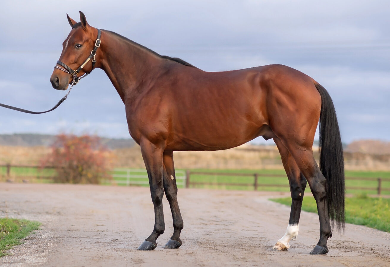 Un pedigree très complémentaire alliant les meilleurs sang US et Francais ! Un des favoris du Prix d'Amériqe 2024 ayant pour grand-père Ready Cash double vainqueur du Prix d'Amérique, et pour père de grand-mère Tenor de Baune a remporté 30 victoires consécutives, dont le Prix d'Amérique !